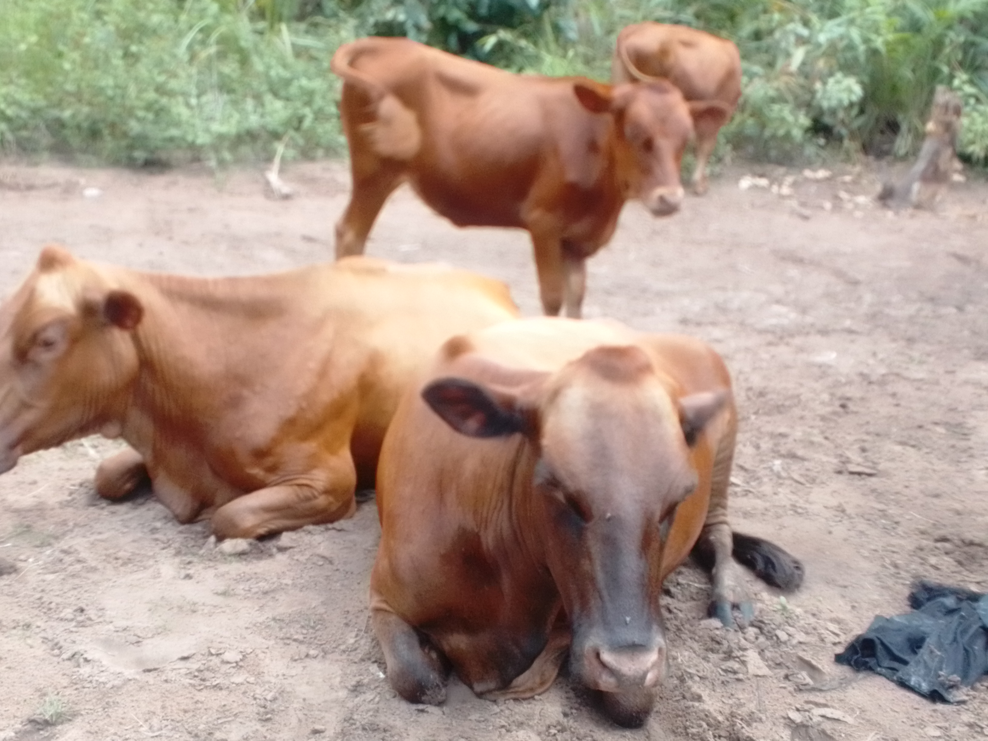 NOTIONS GENERALE DE ZOOTECHNIE