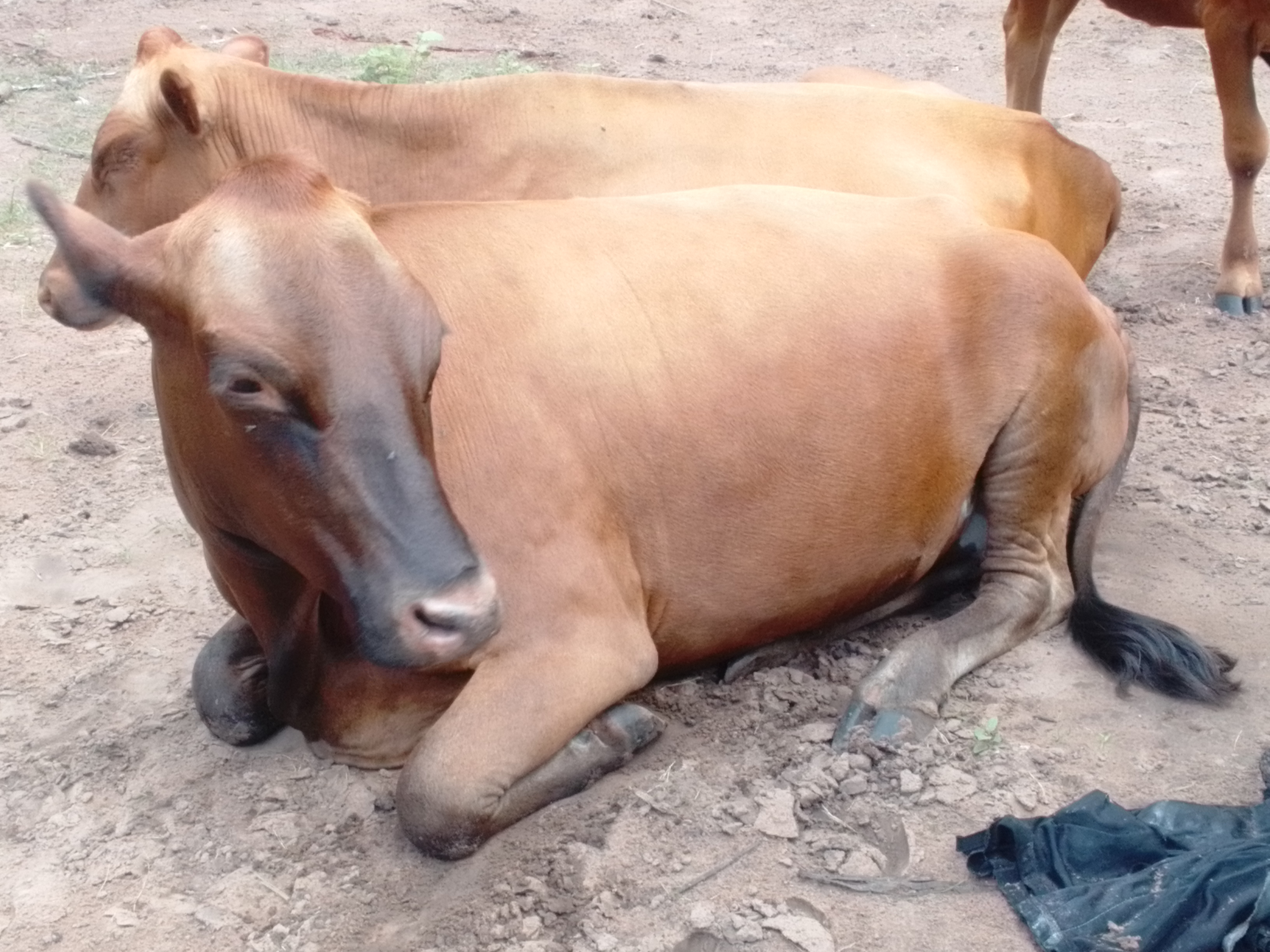 Deuxième partie : LA ZOOTECHNIE GENERALE DES BOVINS, TOYEKOLA NGOMBE