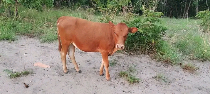 12 MALADIES PARASITAIRES COURANTES DUES AUX PROTOZOAIRES LES PLUS COURENTES A NE PAS IGNORER