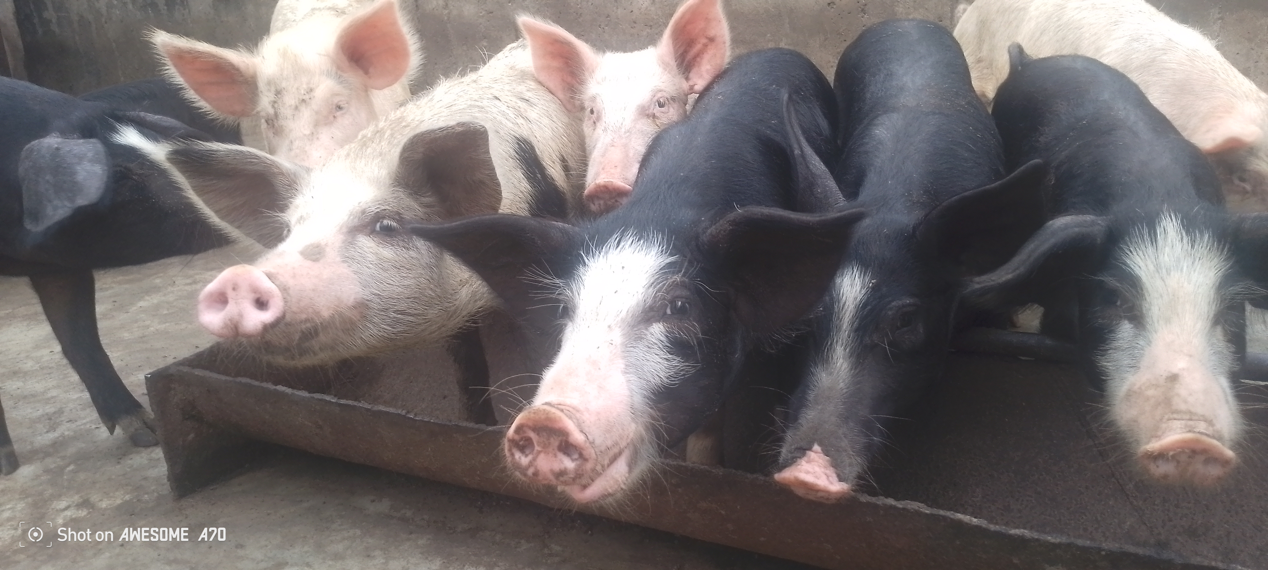 QUELQUES MALADIES DES PORCS QUE TU DOIS ABSOLUMENT CONNAITRE POUR BIEN ELEVER LES PORCSer-les-pors