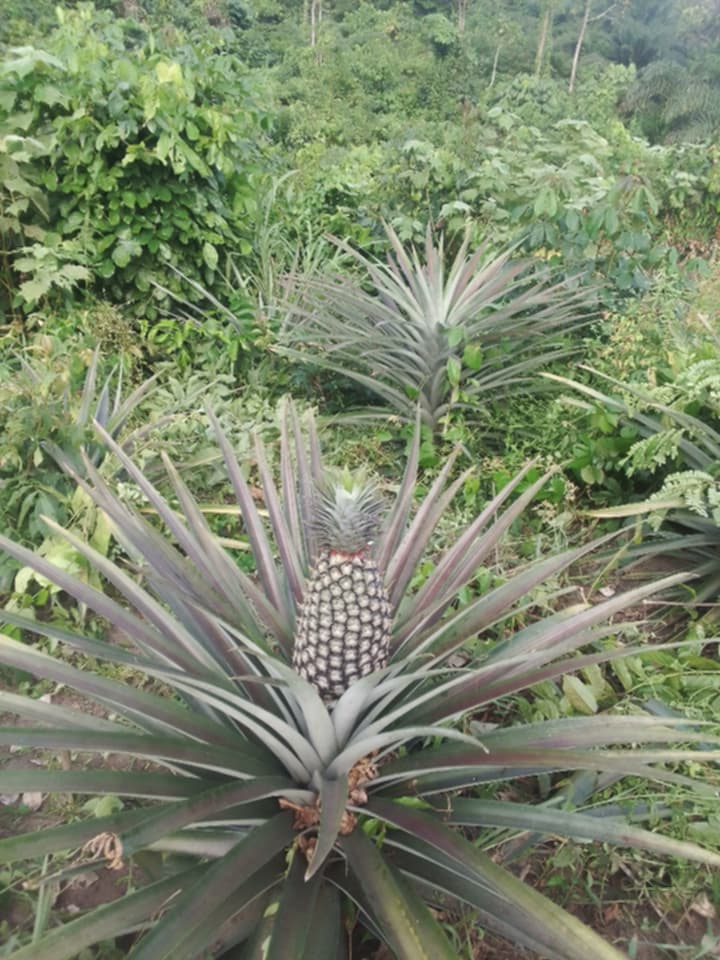 ANANAS, MANIOC ET MAÏS : LE TRIO GAGNANT POUR UNE AGRICULTURE PLUS RENTABLE